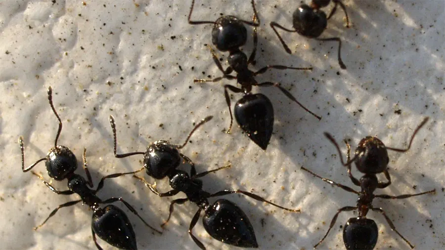 Crematogaster auberti