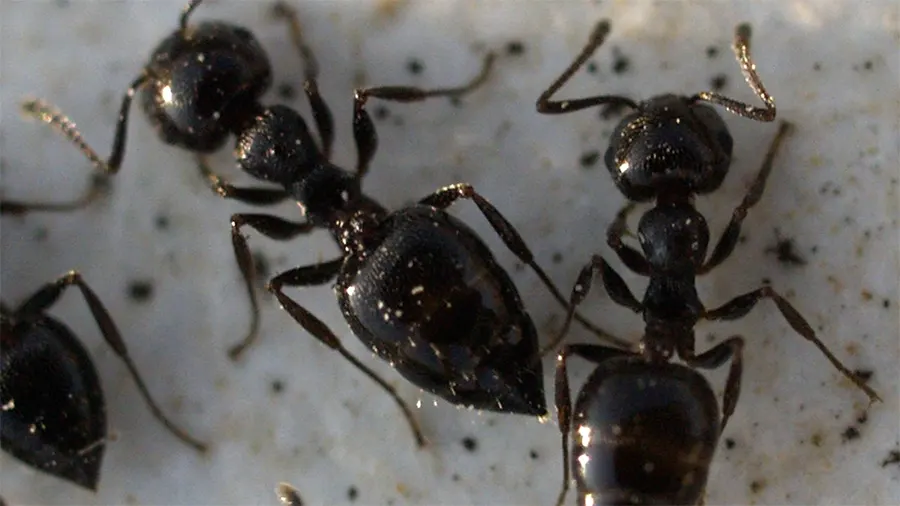 Crematogaster auberti