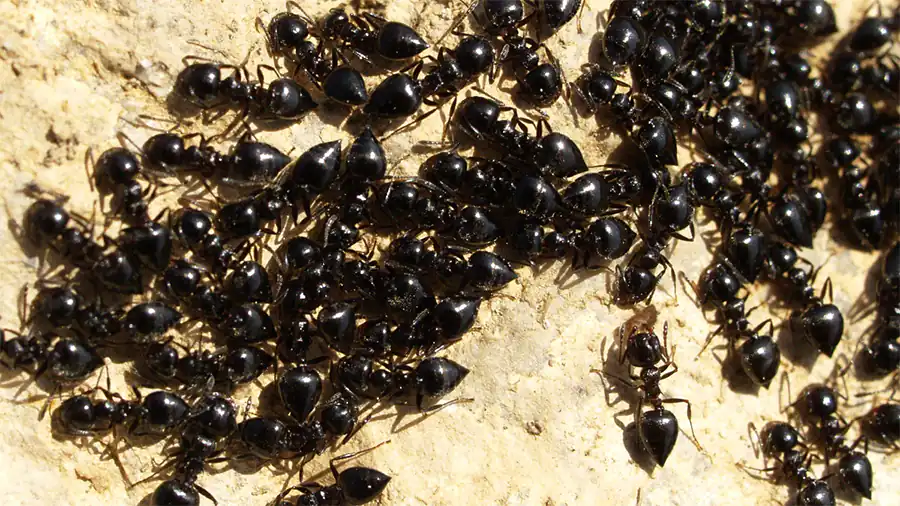 Crematogaster auberti
