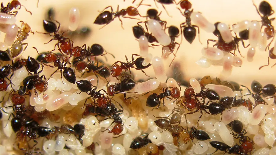 Crematogaster scutellaris