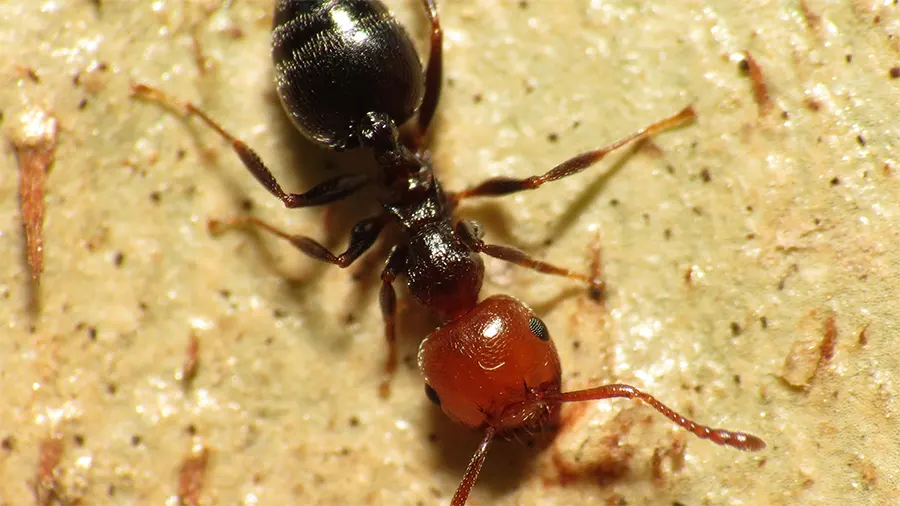 Crematogaster scutellaris
