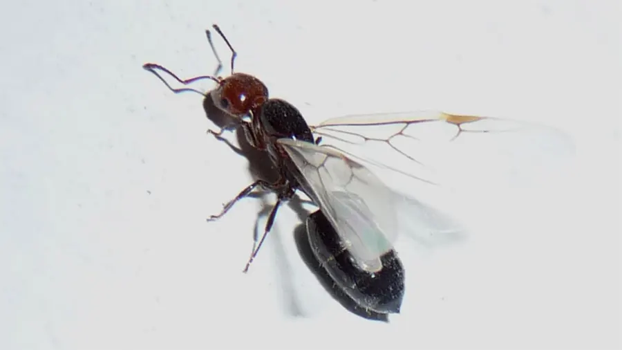 Crematogaster scutellaris
